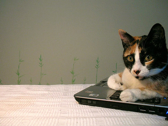 notebook hp gatto pelo