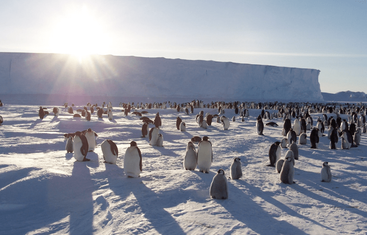 pinguino imperatore censimento spazio