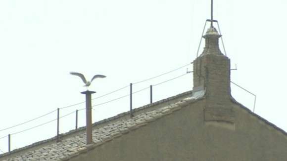 Gabbiano sul camino della Cappella Sistina