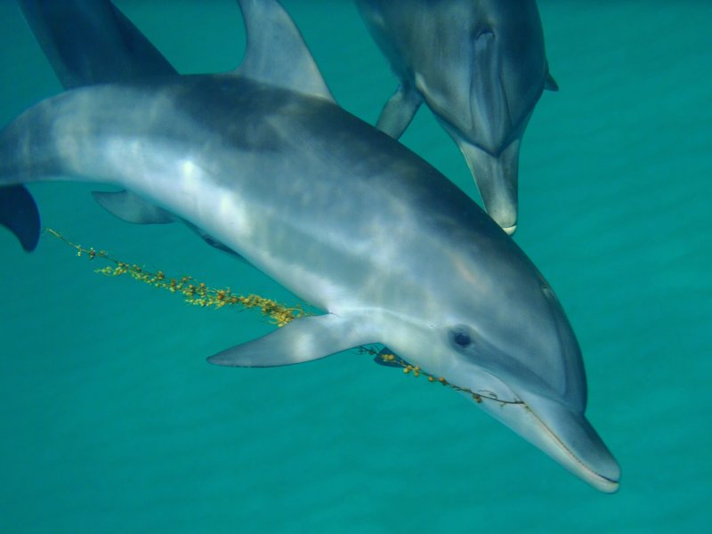 Comunicare coi Delfini