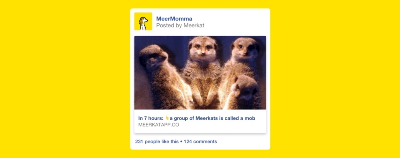 meerkat facebook